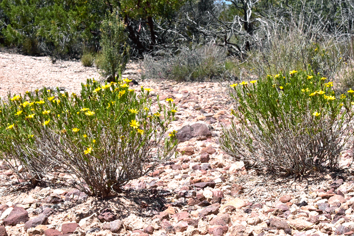 Pricklyleaf Dogweed blooms from March to October or year-round with adequate water and prefers elevations between 3,500 to 6,000 feet (1,068-1,829 m) or more. Thymophylla acerosa